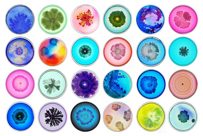 colorfull_bacteria